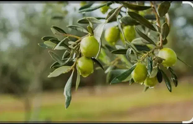 چیدن زیتون|استخدام سرایداری و نظافت|نوشین شهر, |دیوار