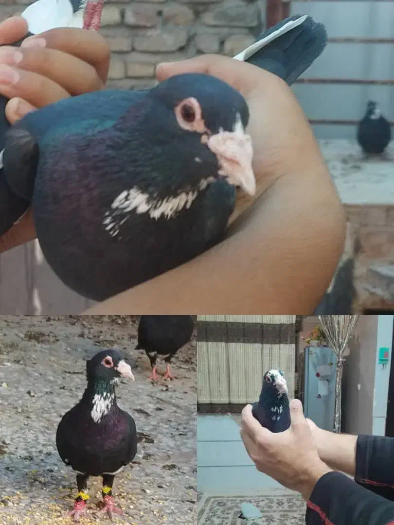 چهارتا سیاه پلنگ جونگ|پرنده|کرمان, |دیوار