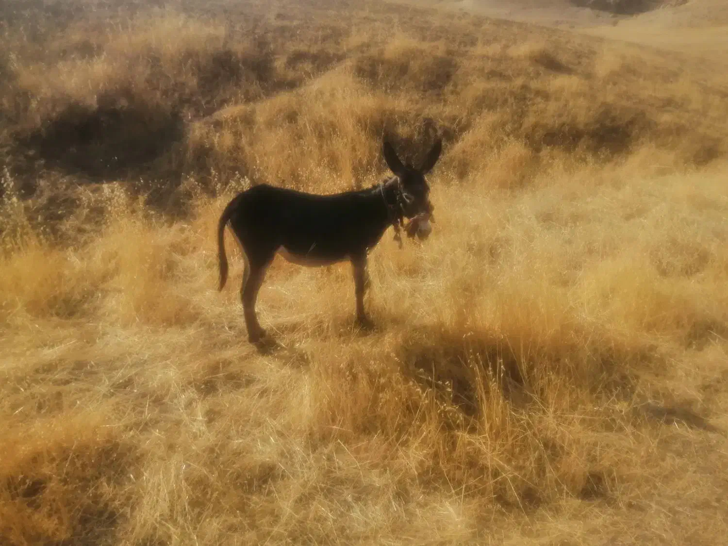 الاغ|حیوانات مزرعه|ایلام, |دیوار