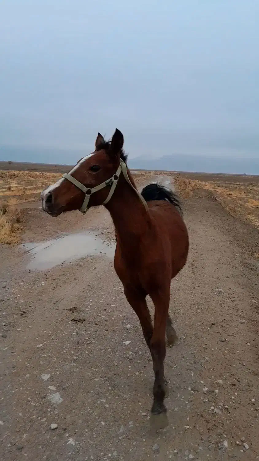 کره مادیون|اسب و تجهیزات اسب‌سواری|مرودشت, رامجرد یک|دیوار
