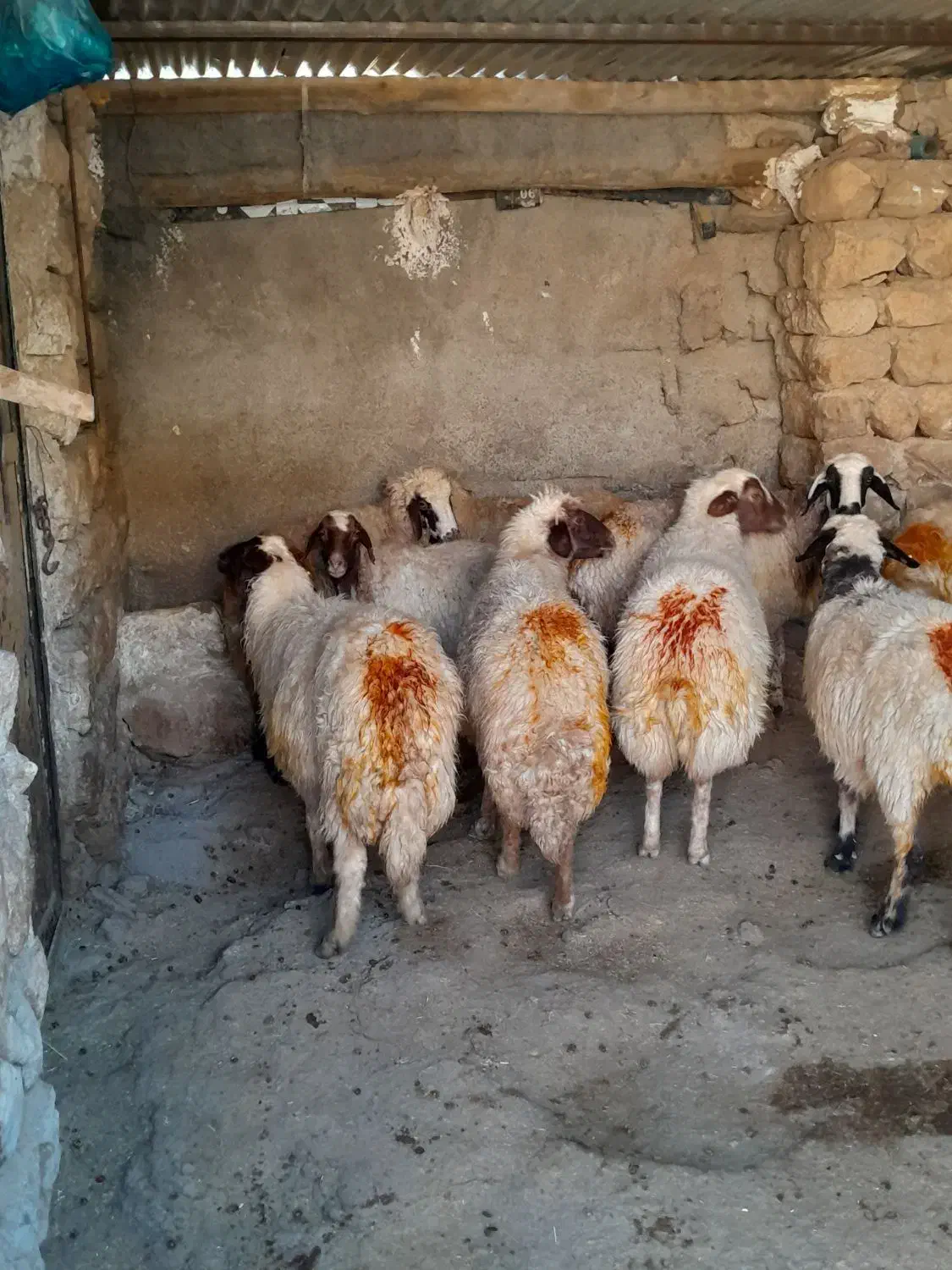 ۱۰عدد گوسفند شک شیره دار پستان کرده سنگین|حیوانات مزرعه|کارزان, |دیوار