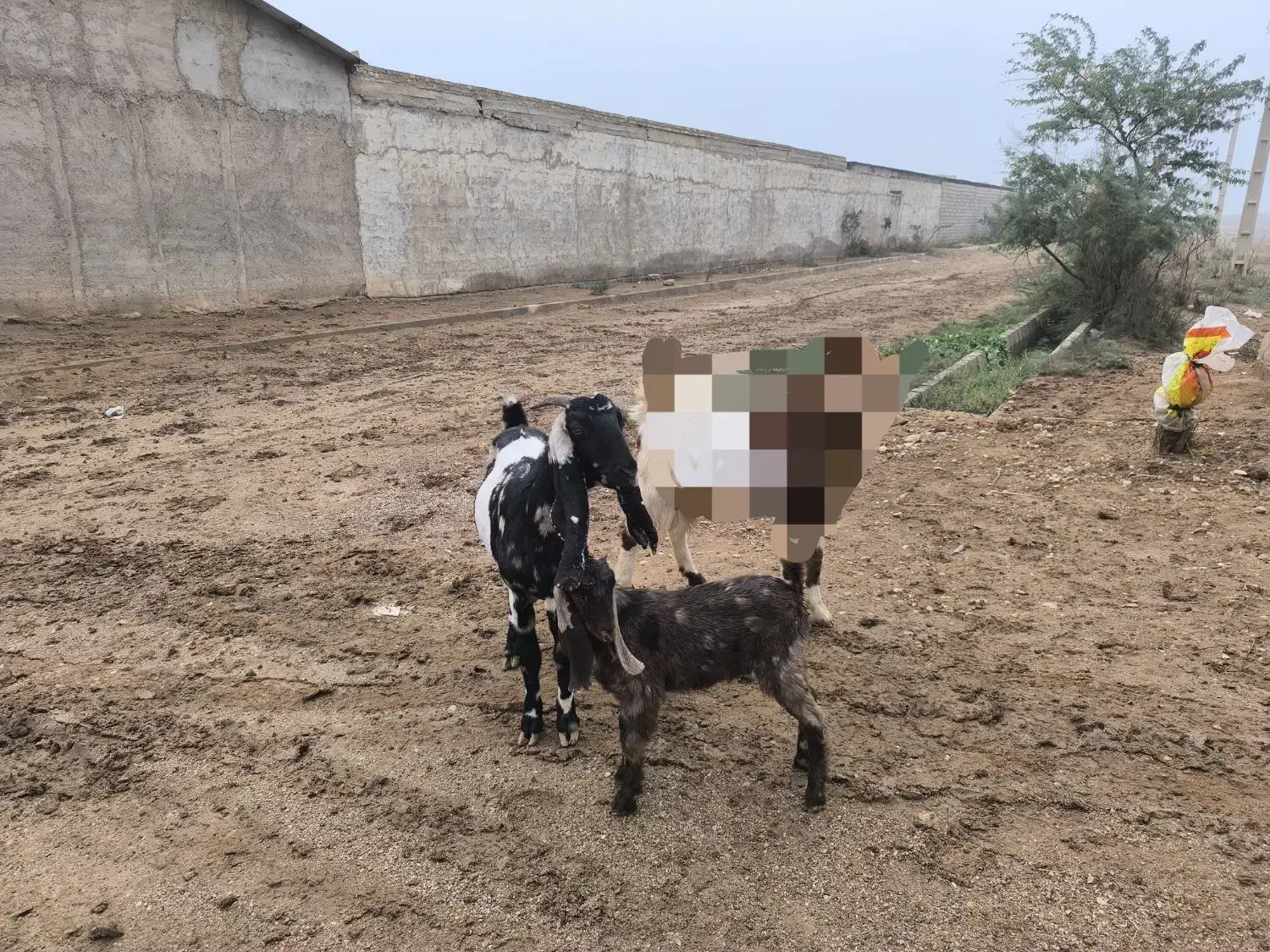 بز ماده همراه کهره|حیوانات مزرعه|سوسنگرد, |دیوار