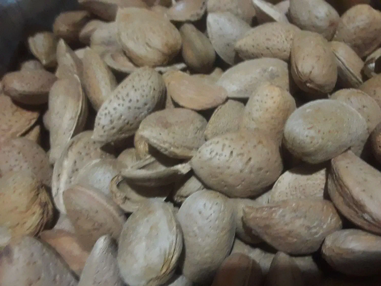 بادام سنگی شیرین|خوردنی و آشامیدنی|ایلخچی, |دیوار