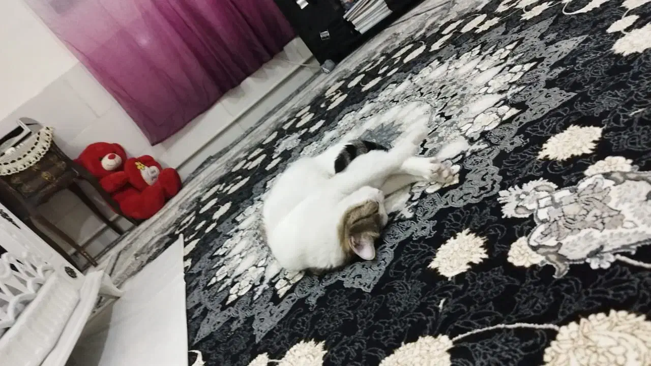 گربه DSH|گربه|کرج, گلدشت|دیوار