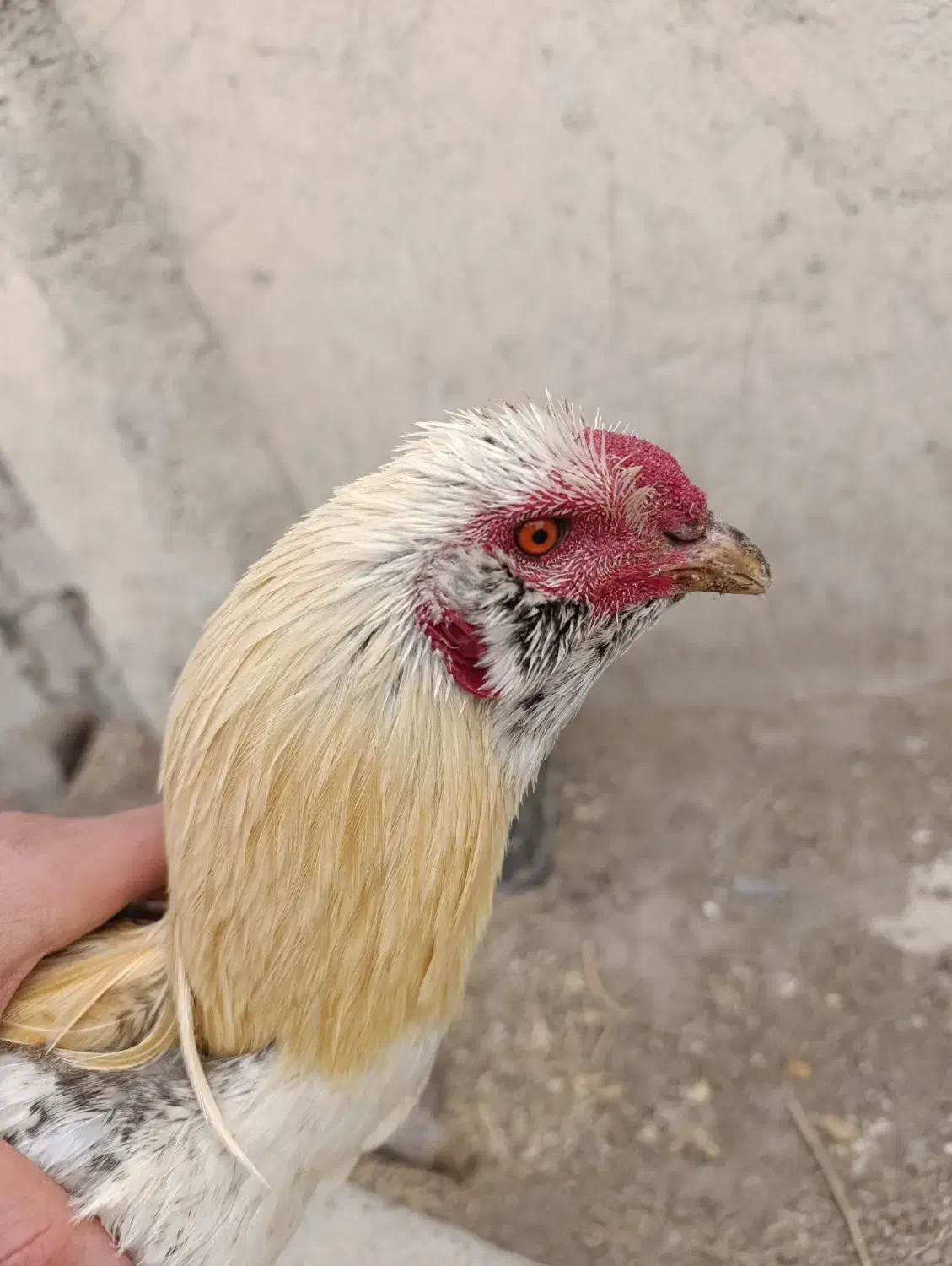 خروس لاری،مرغ،خروس،جوجه|حیوانات مزرعه|شهریار, شهرک امیریه|دیوار