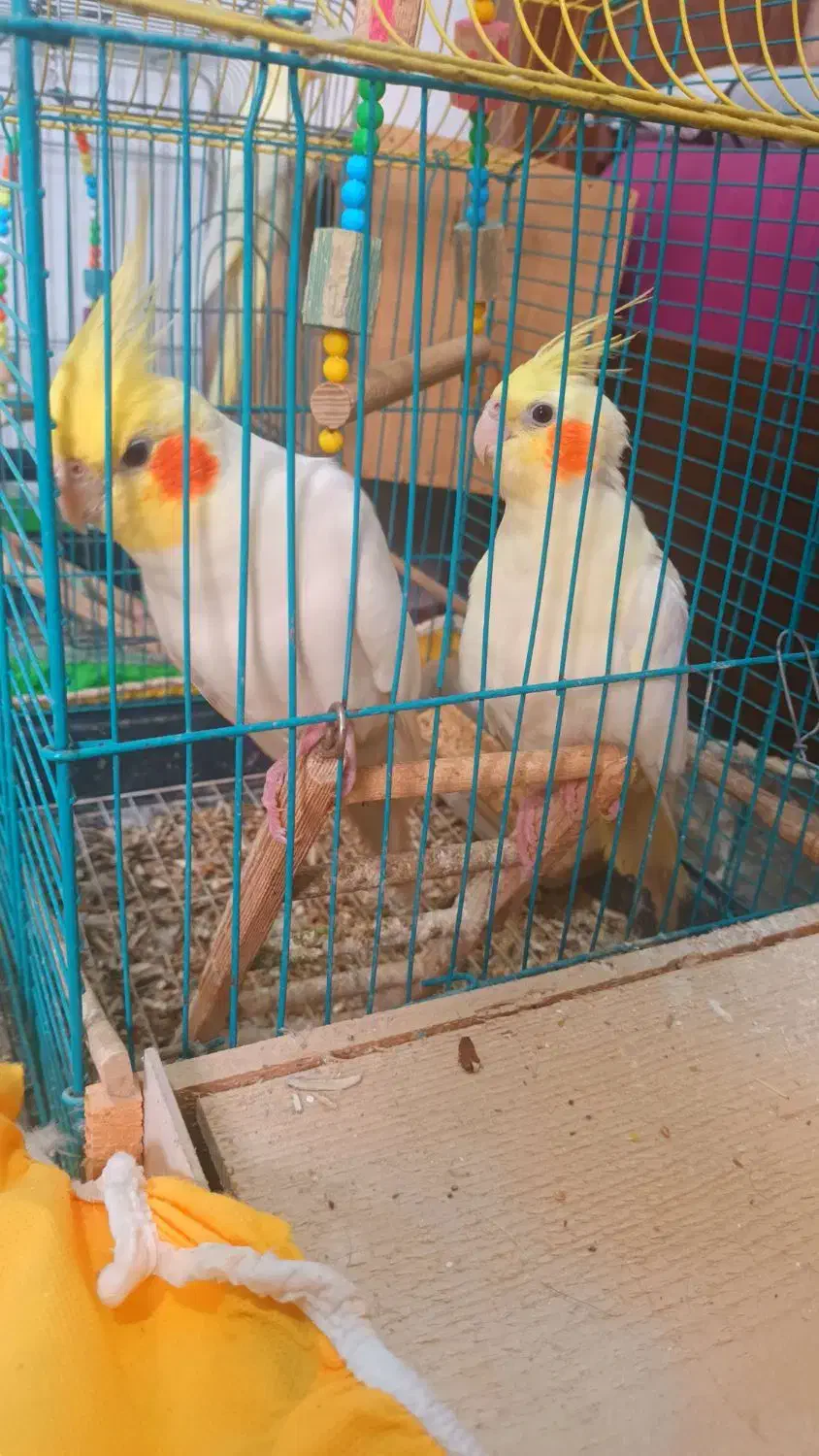 عروس لوتینو مولد تخم گذار|پرنده|قائم‌شهر, |دیوار