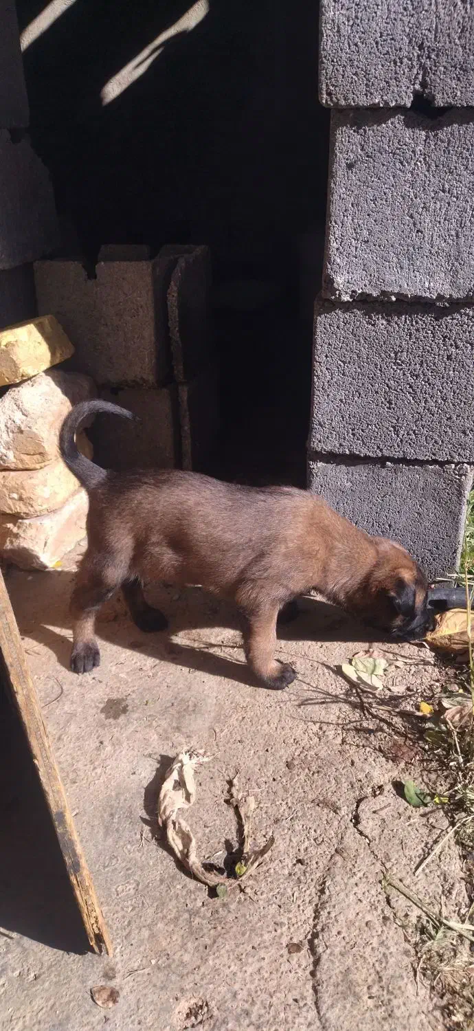 توله بلژیک مالینیو|سگ|سمیرم, |دیوار