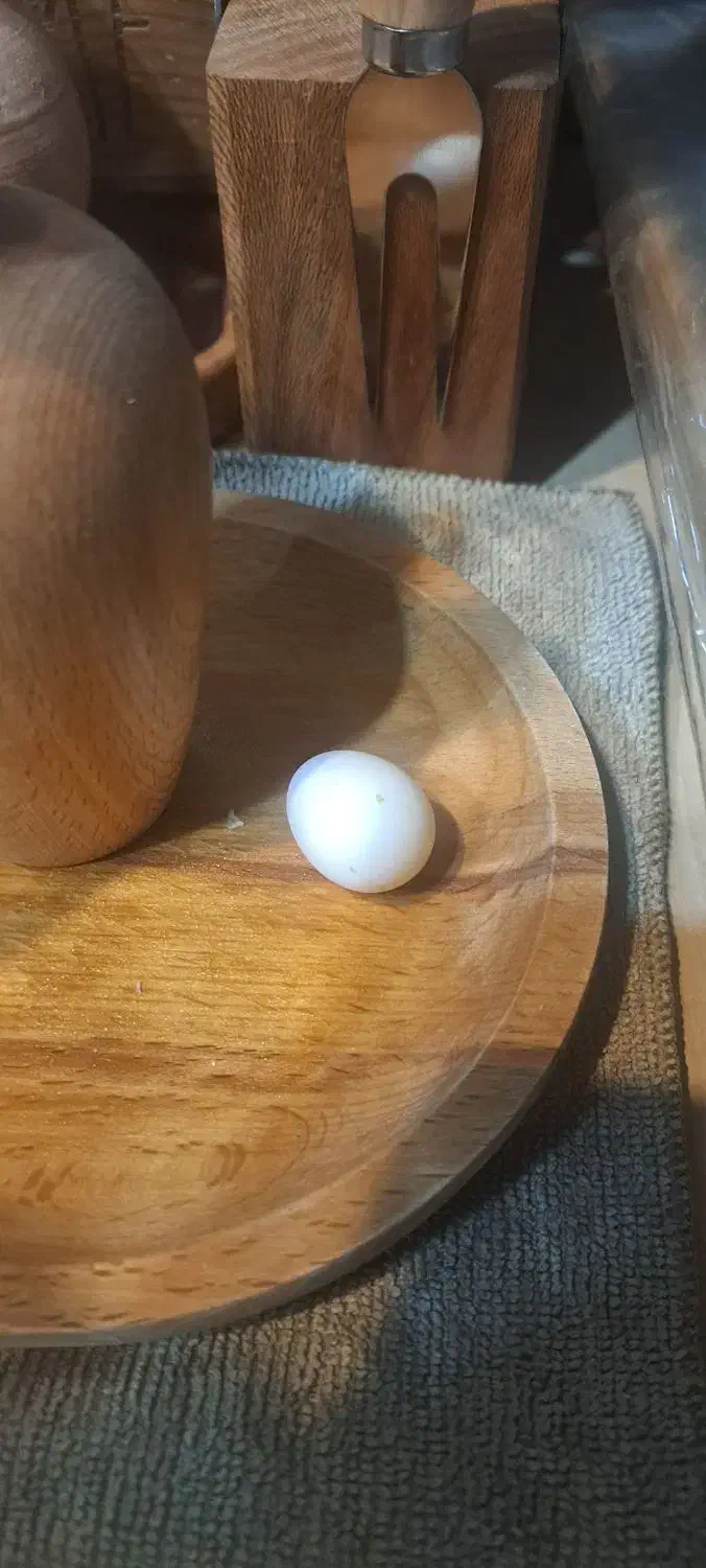 طوطی کاکاتیل (عروس)|پرنده|تبریز, |دیوار