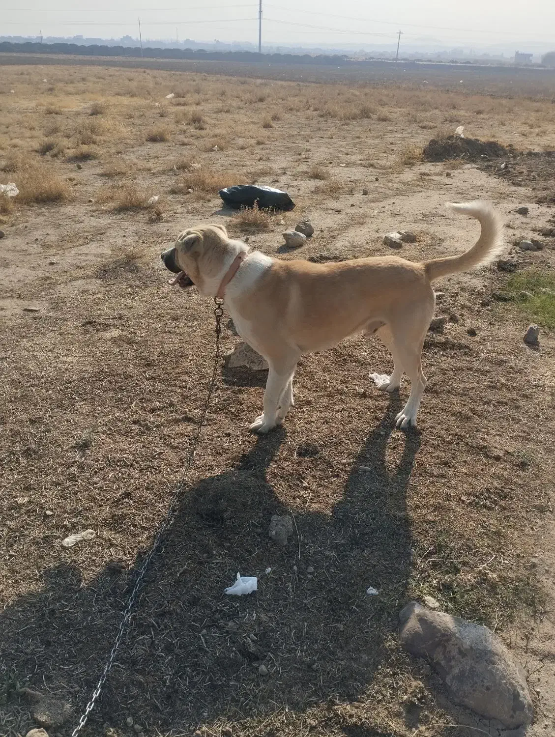 توله عراقی ۱۴ ماهه|سگ|نوشین شهر, |دیوار