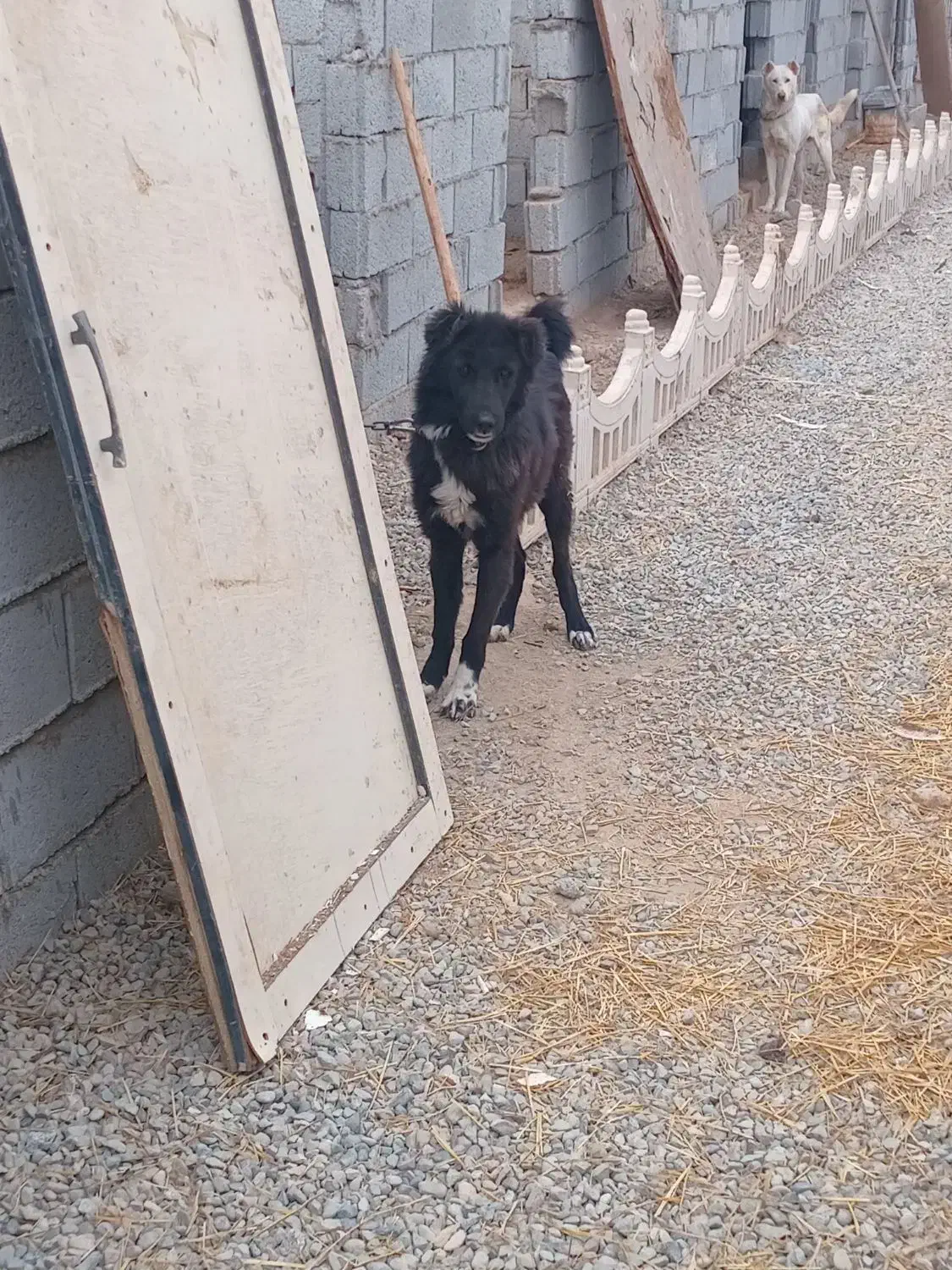 سگ نگه بان توله قدرجونی سفت|سگ|جوادآباد, |دیوار