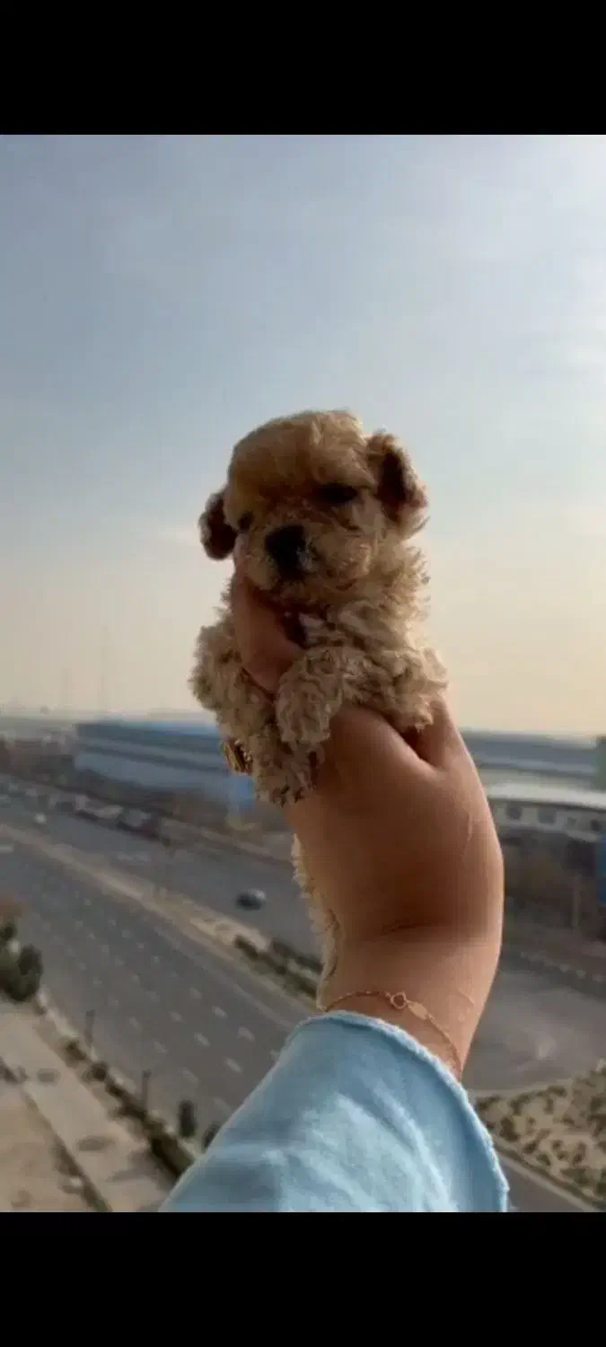 تاینی پودل ماده|سگ|ساری, |دیوار