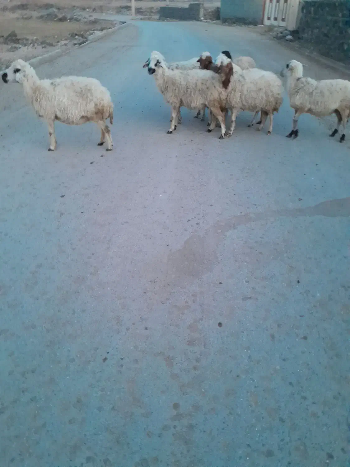 گوسفند|حیوانات مزرعه|شوط, |دیوار