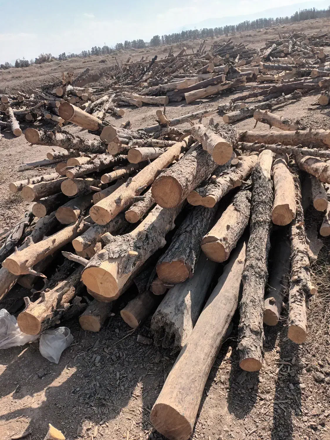 فروش چوب کاج|خدمات باغبانی و درختکاری|لنجان, |دیوار