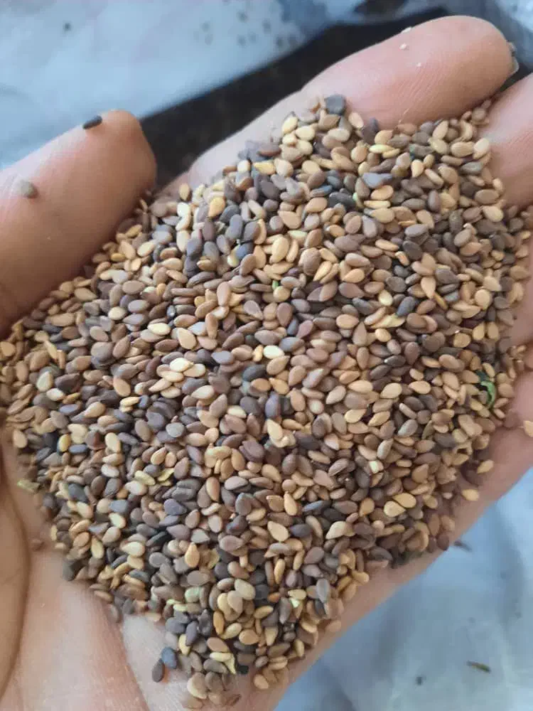 بوجاری بذر پذیرفته می‌شود|خدمات پیشه و مهارت|فسا, |دیوار