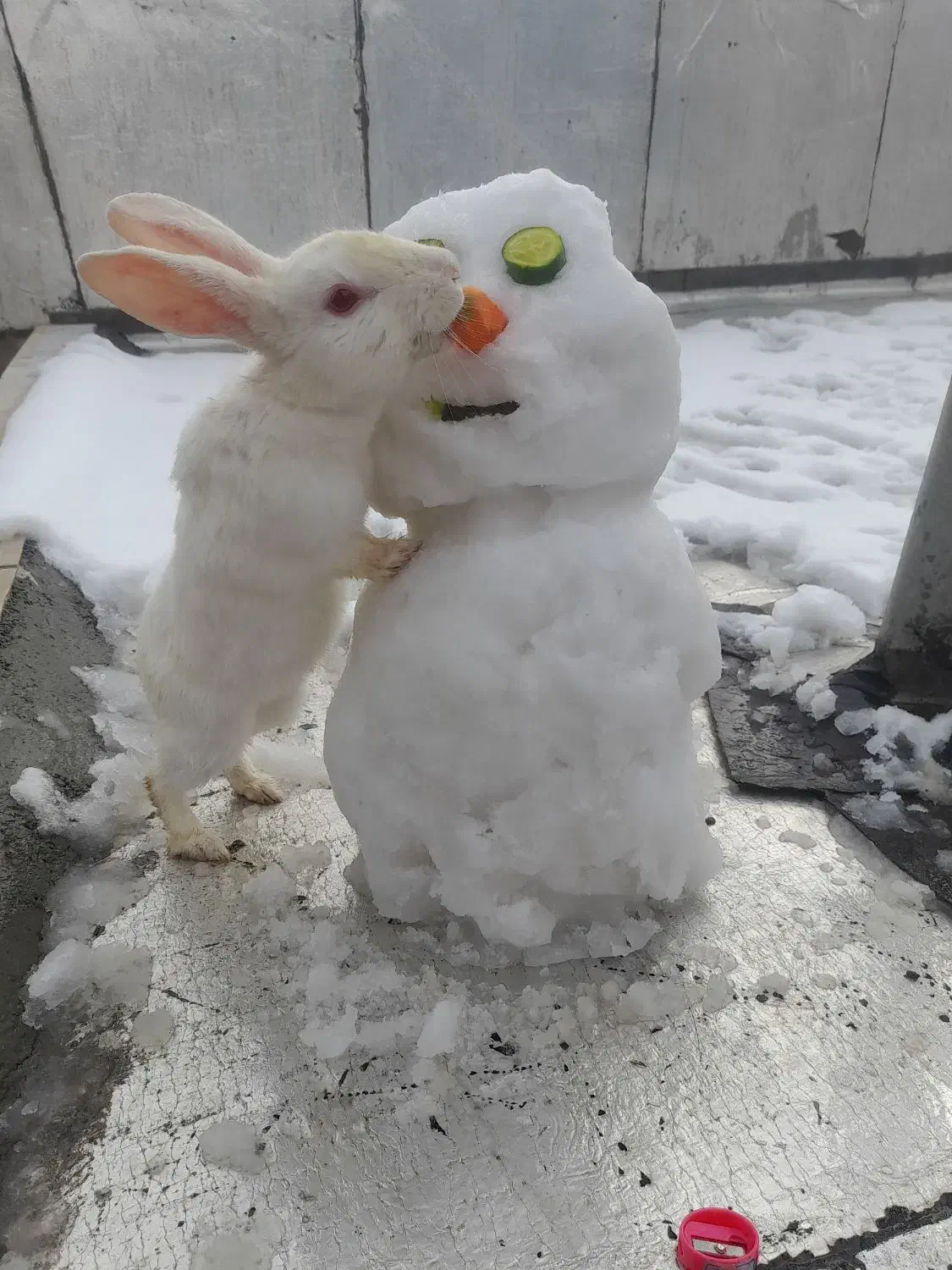 خرگوش|موش و خرگوش|کرمانشاه, |دیوار