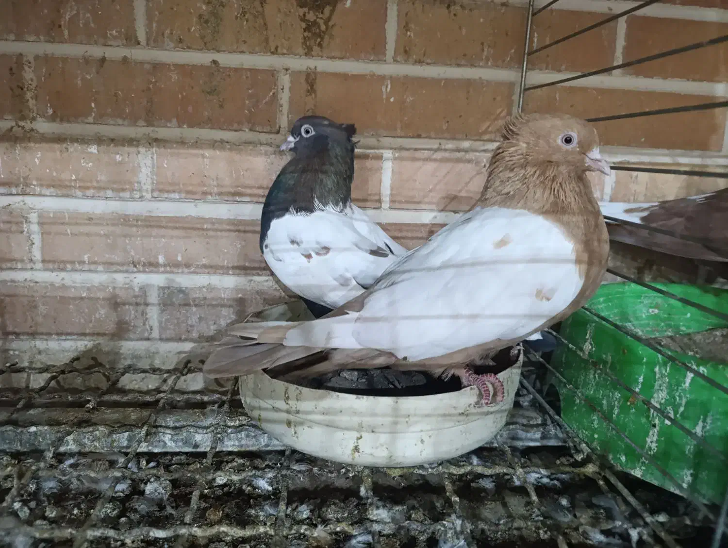 کبوتر سینه ای جفت|پرنده|تفت, |دیوار