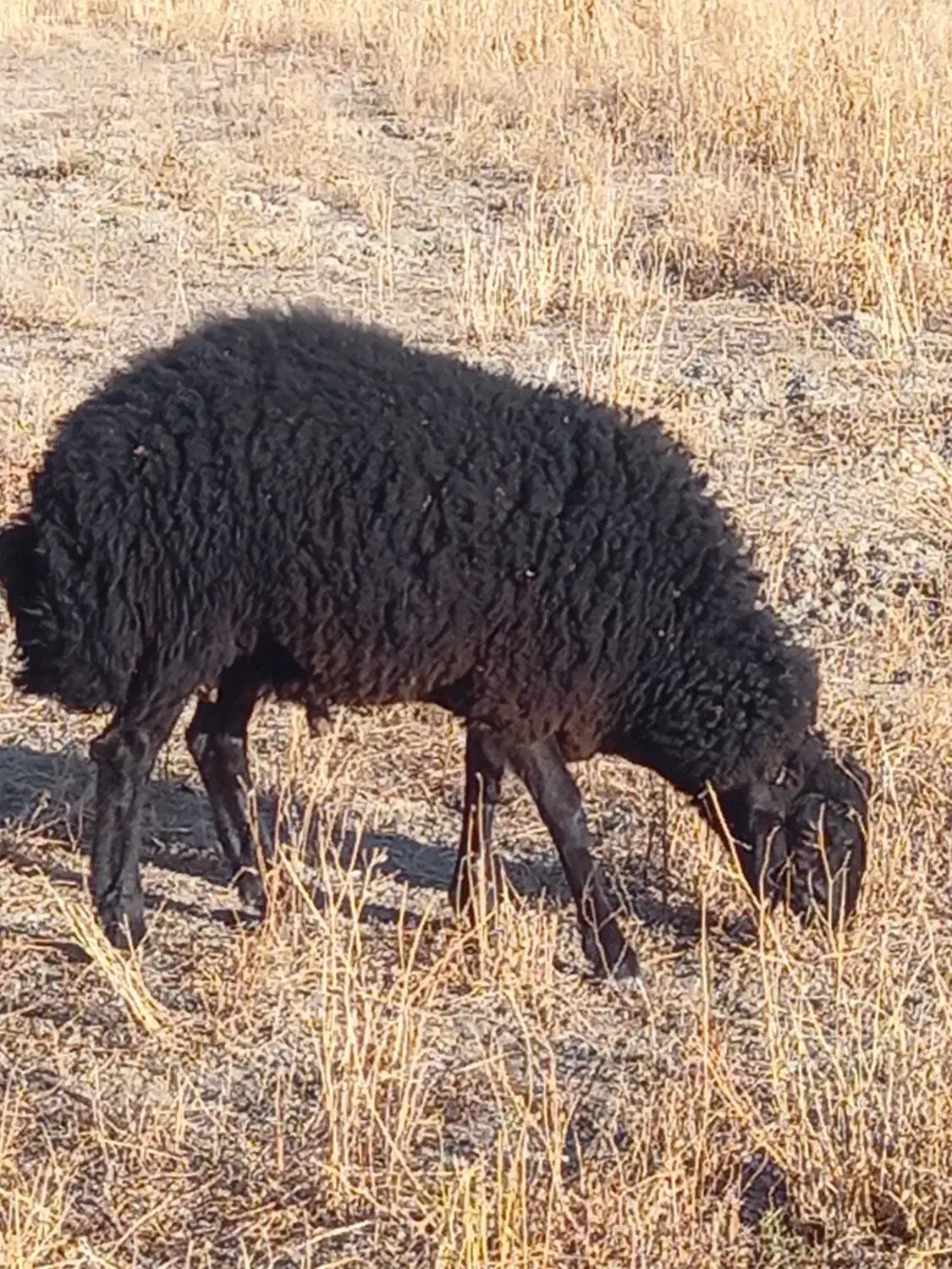 قوچ همو|حیوانات مزرعه|شیروان (خراسان), |دیوار