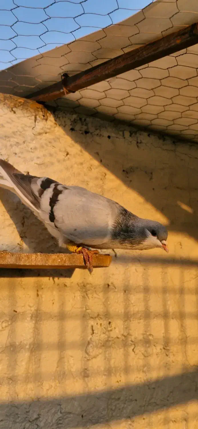 کبوتر بدرنگ  نر وماده|پرنده|اقبالیه, |دیوار