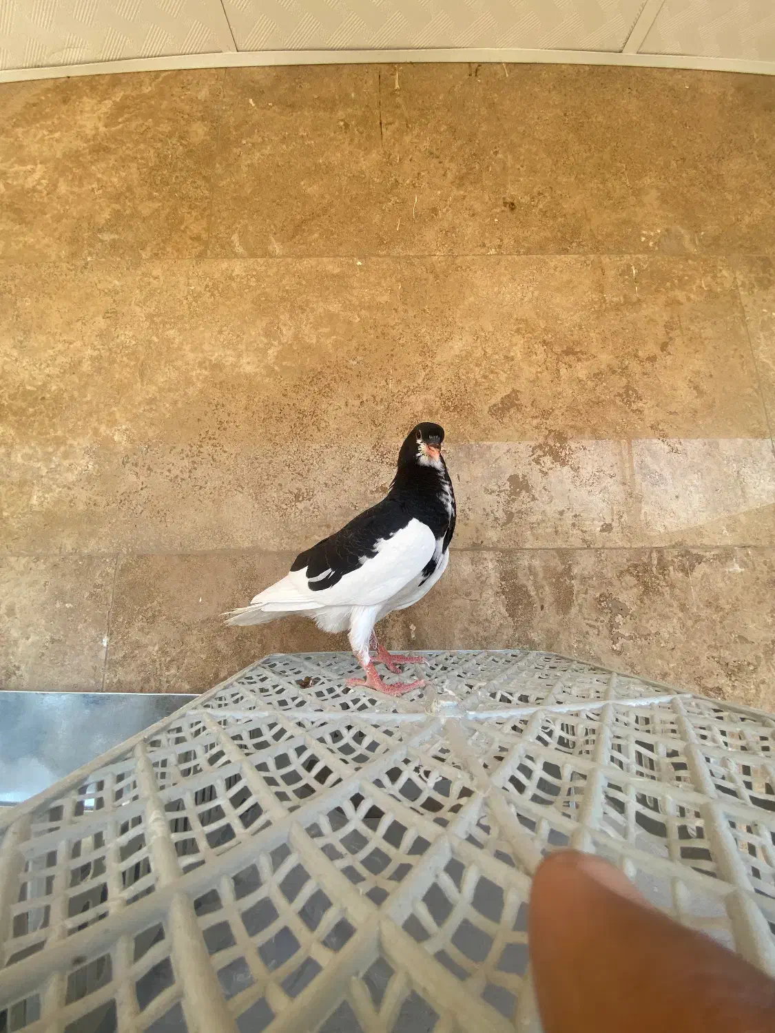 یال سیاه یخه درویشی|پرنده|شیراز, دشت چنار|دیوار