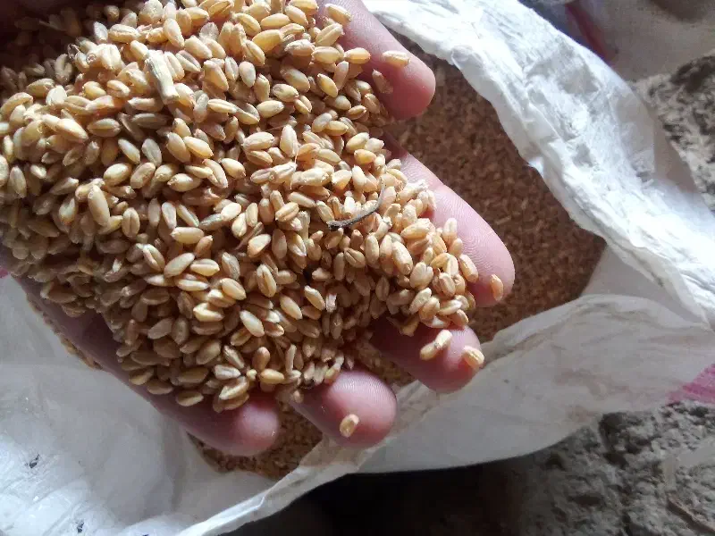 گندم پیشگام|عمده‌فروشی|محمدبار, |دیوار