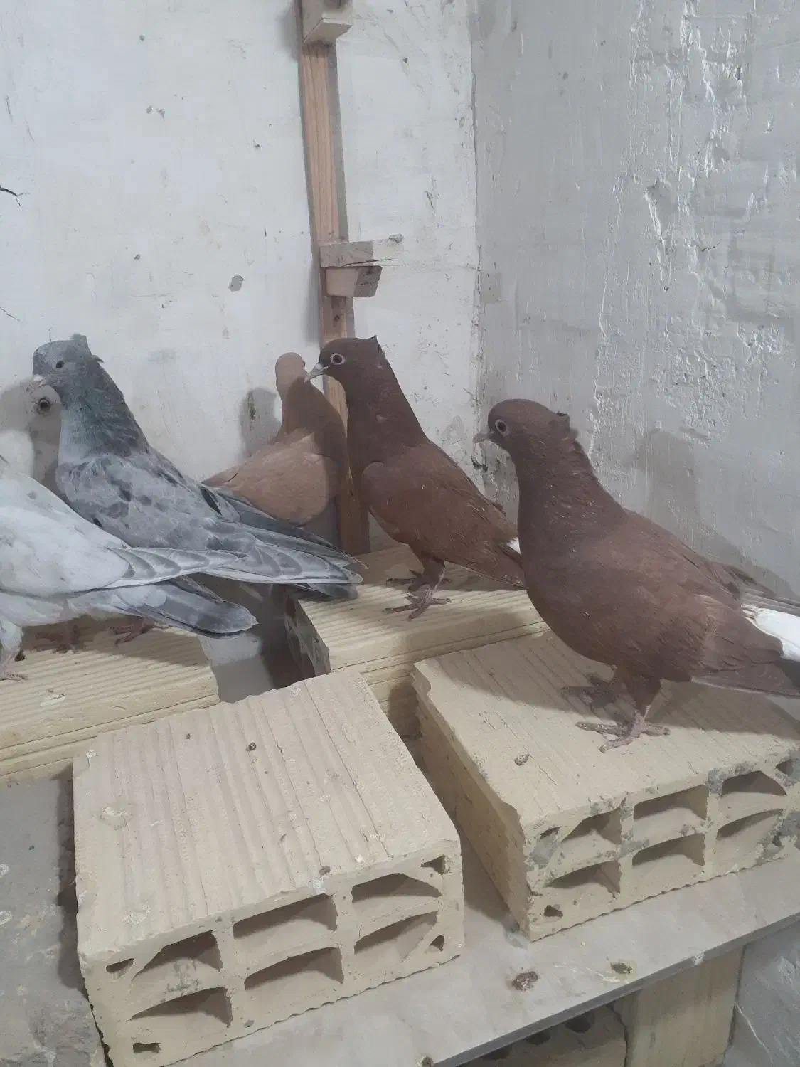 جوجه کلاغ رسمی با دم سفید|پرنده|مشهد, شهرک صنعتی توس|دیوار