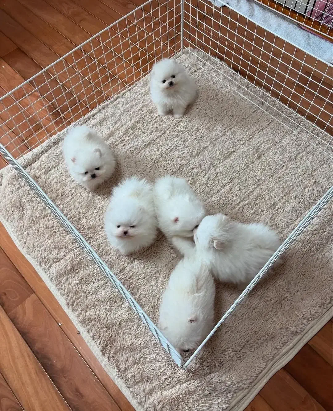 سگ مینی تیکاپ فنجونی %30 off ویژه تا اخر هفته|سگ|اصفهان, شاهد|دیوار