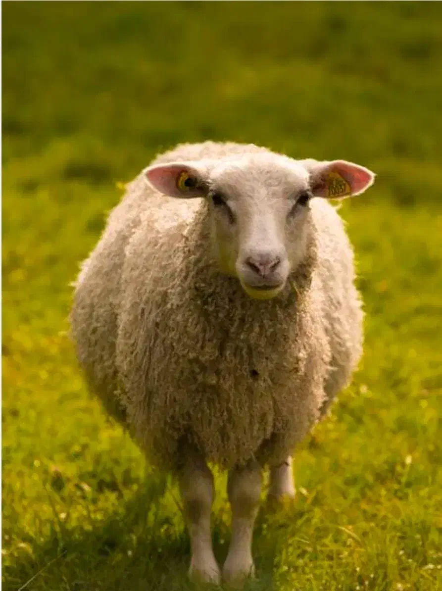 میش بره گم شده|حیوانات|زرند, |دیوار