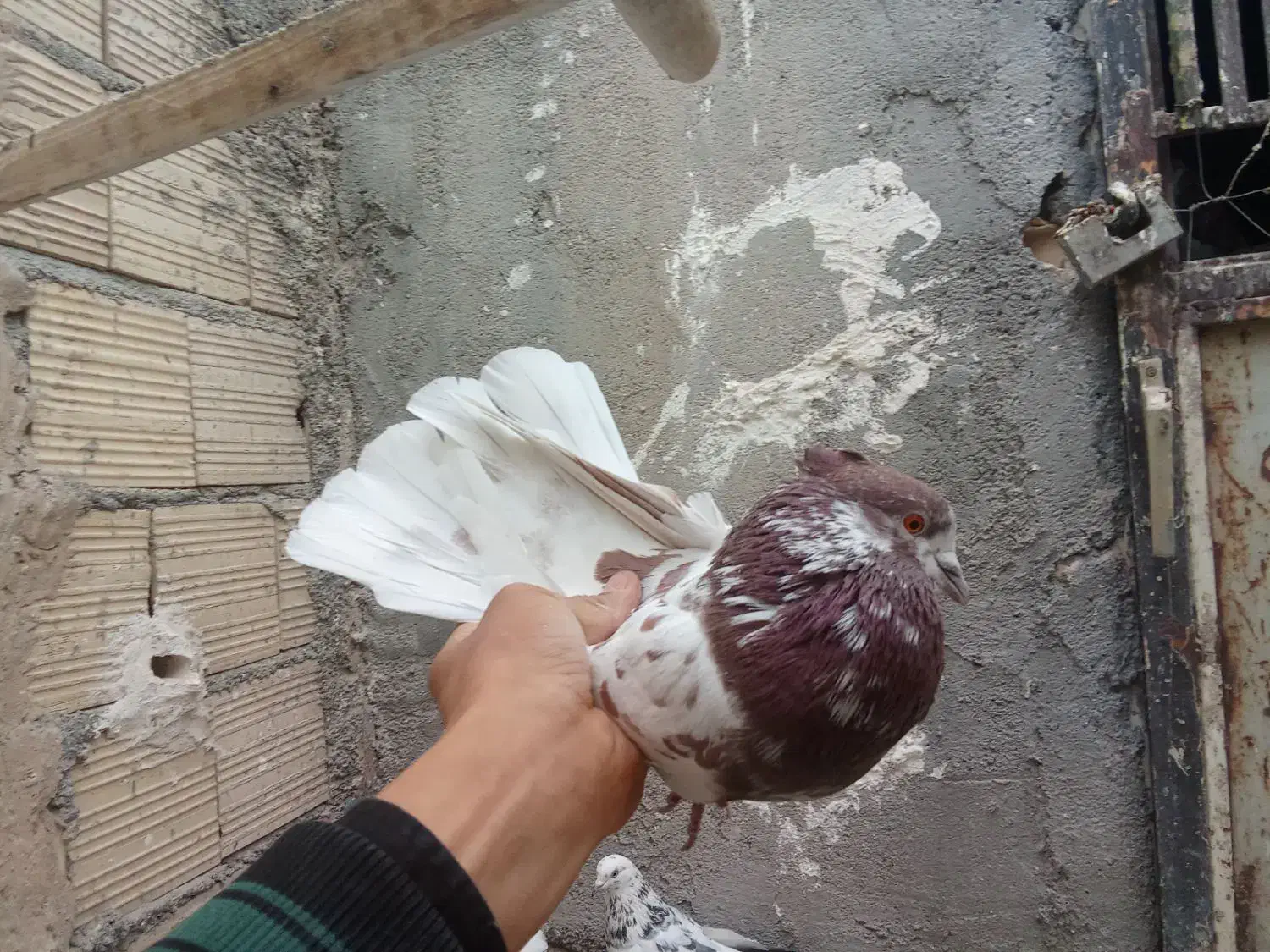 کفتر نر های نسل درست|پرنده|قم, زند آباد|دیوار