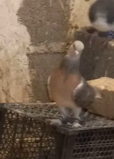 کبوتر سوسنی نر|پرنده|مرودشت, تامین اجتماعی‎|دیوار