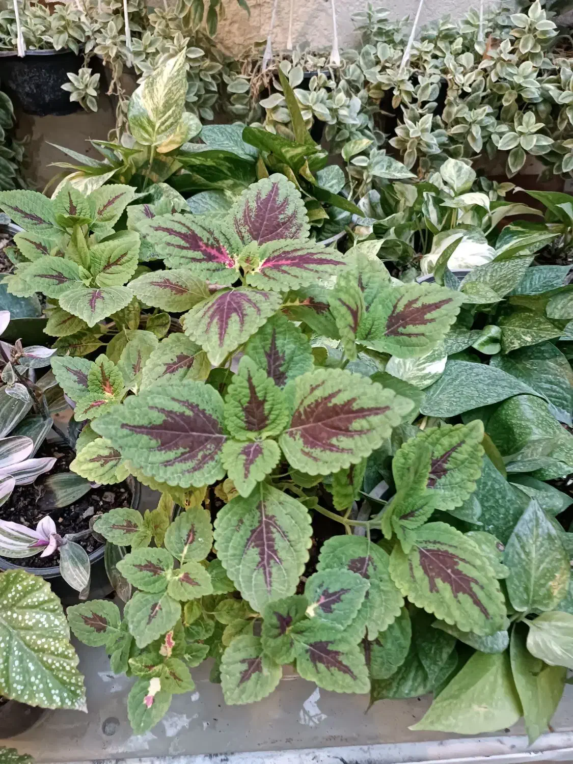 گلخونه خونگی همه مدل گل قیمت مناسب|گل و گیاه طبیعی|گنبد کاووس, |دیوار