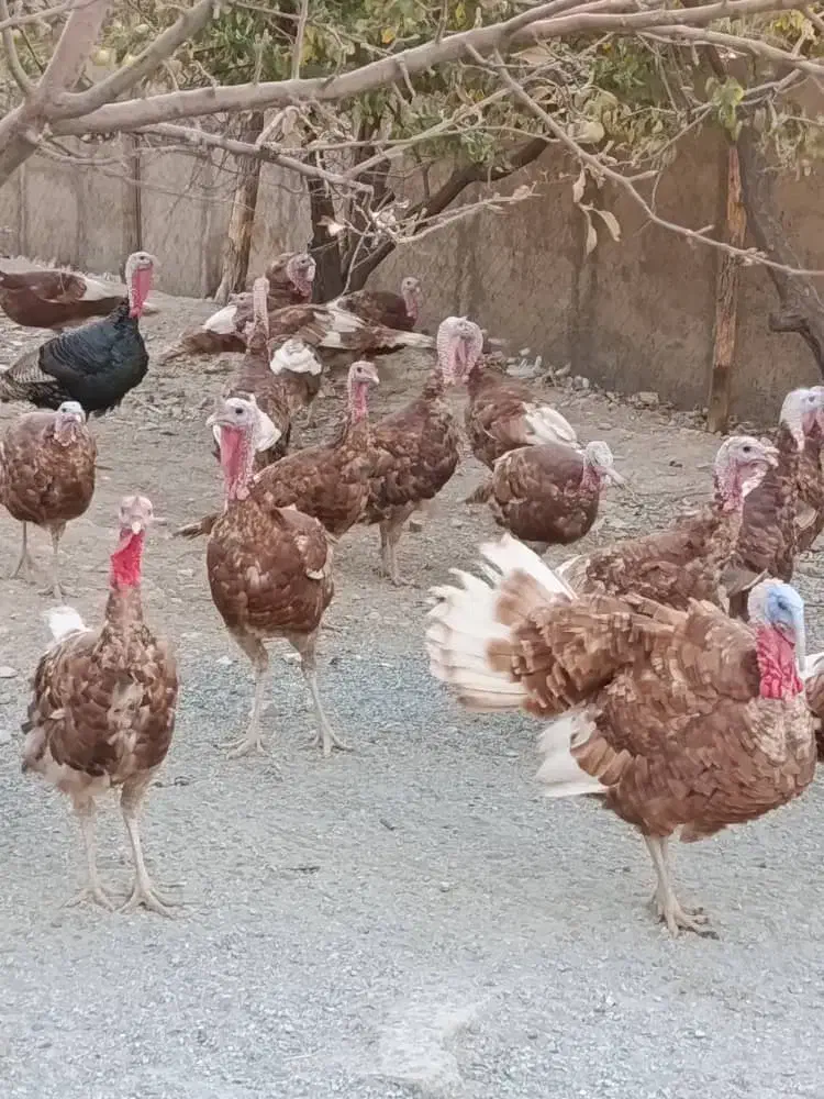 بوقلمون 5 ماهه|حیوانات مزرعه|بوکان, |دیوار