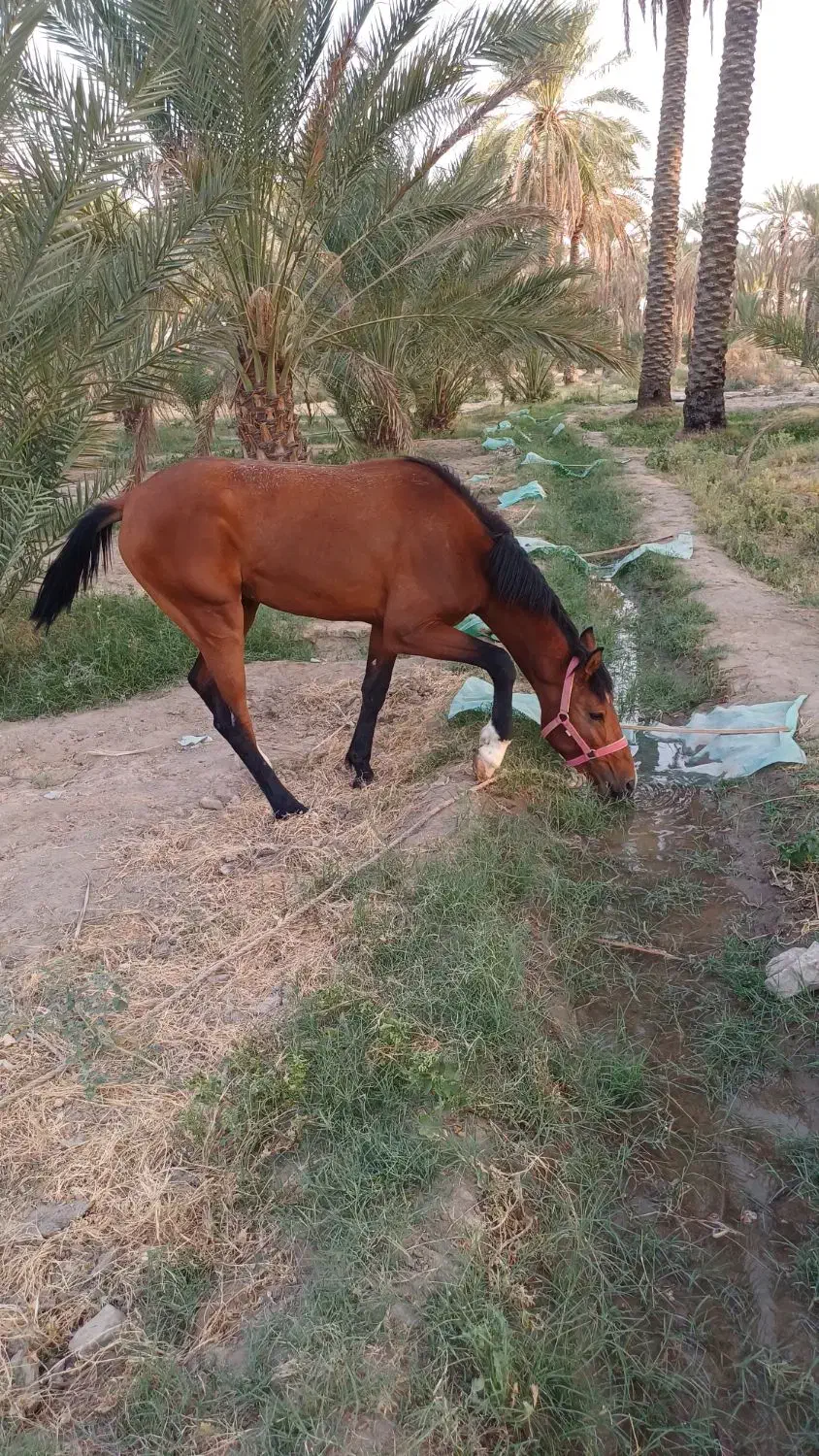 اسب نریان ۳ساله|اسب و تجهیزات اسب‌سواری|جیرفت, |دیوار