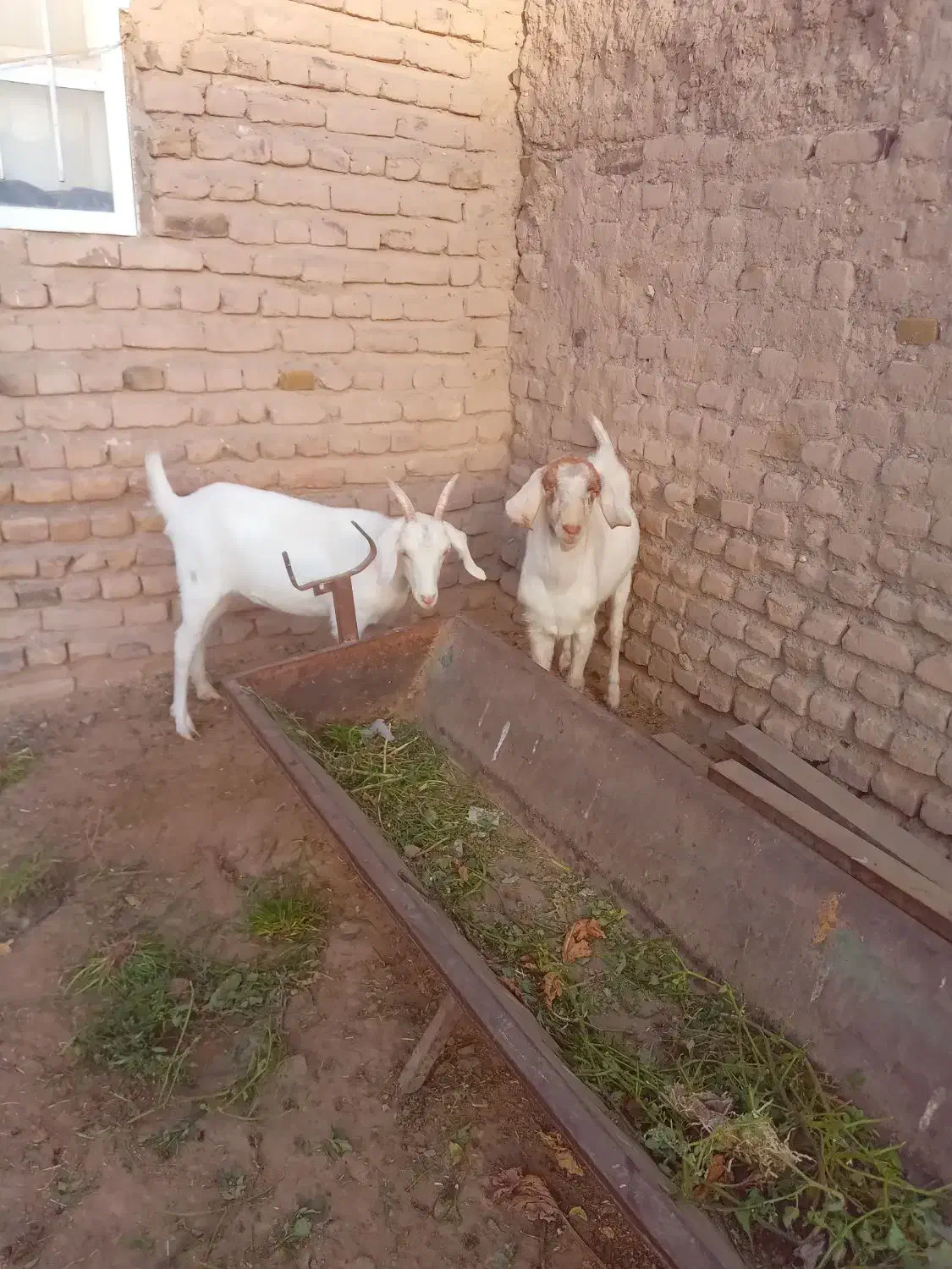 بزغاله|حیوانات مزرعه|نصر آباد, |دیوار