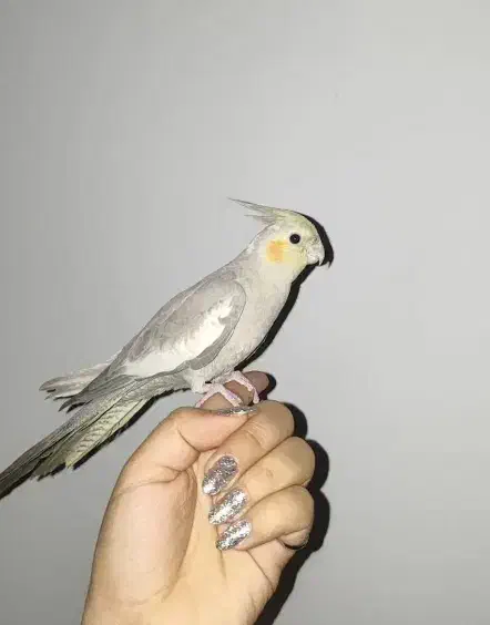 ۴ تا عروس هلندی فقط ۲۲۰۰|پرنده|هشتگرد, فاز ۱ مهستان|دیوار