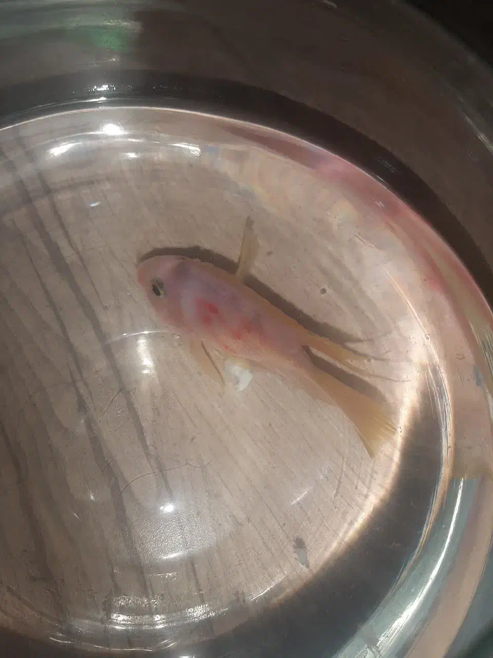 ماهی پرت رنگی (طوطی ماهی )|ماهی|شاهرود, |دیوار