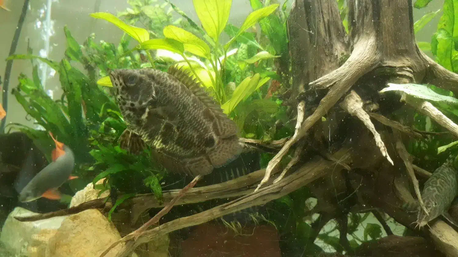 گورامی برگی|ماهی|رشت, اسماعیل آباد|دیوار