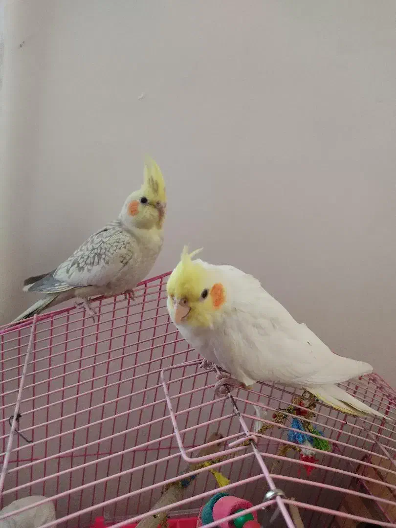 عروس هلندی|پرنده|پیرانشهر, |دیوار