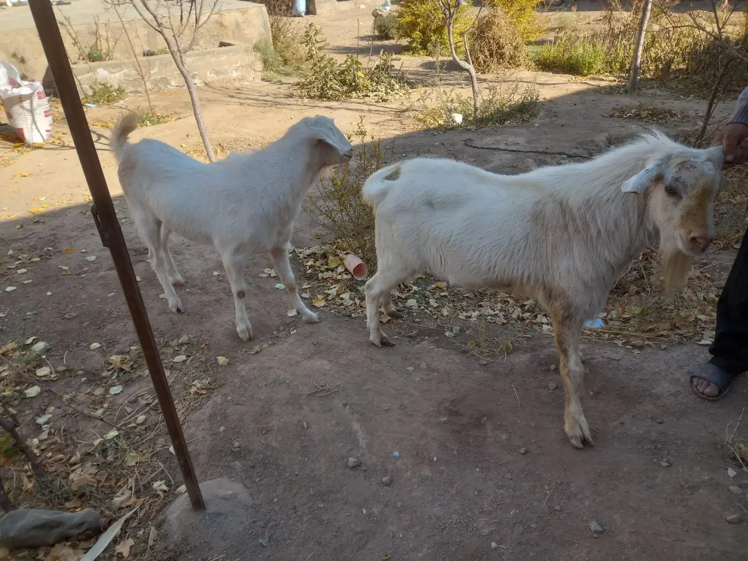 دوعدد تکه سانن|حیوانات مزرعه|سبزوار, بیهق شرقی|دیوار