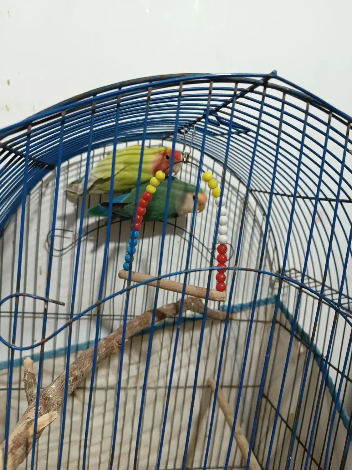 طوطی کتوله|پرنده|بندر امام خمینی, |دیوار