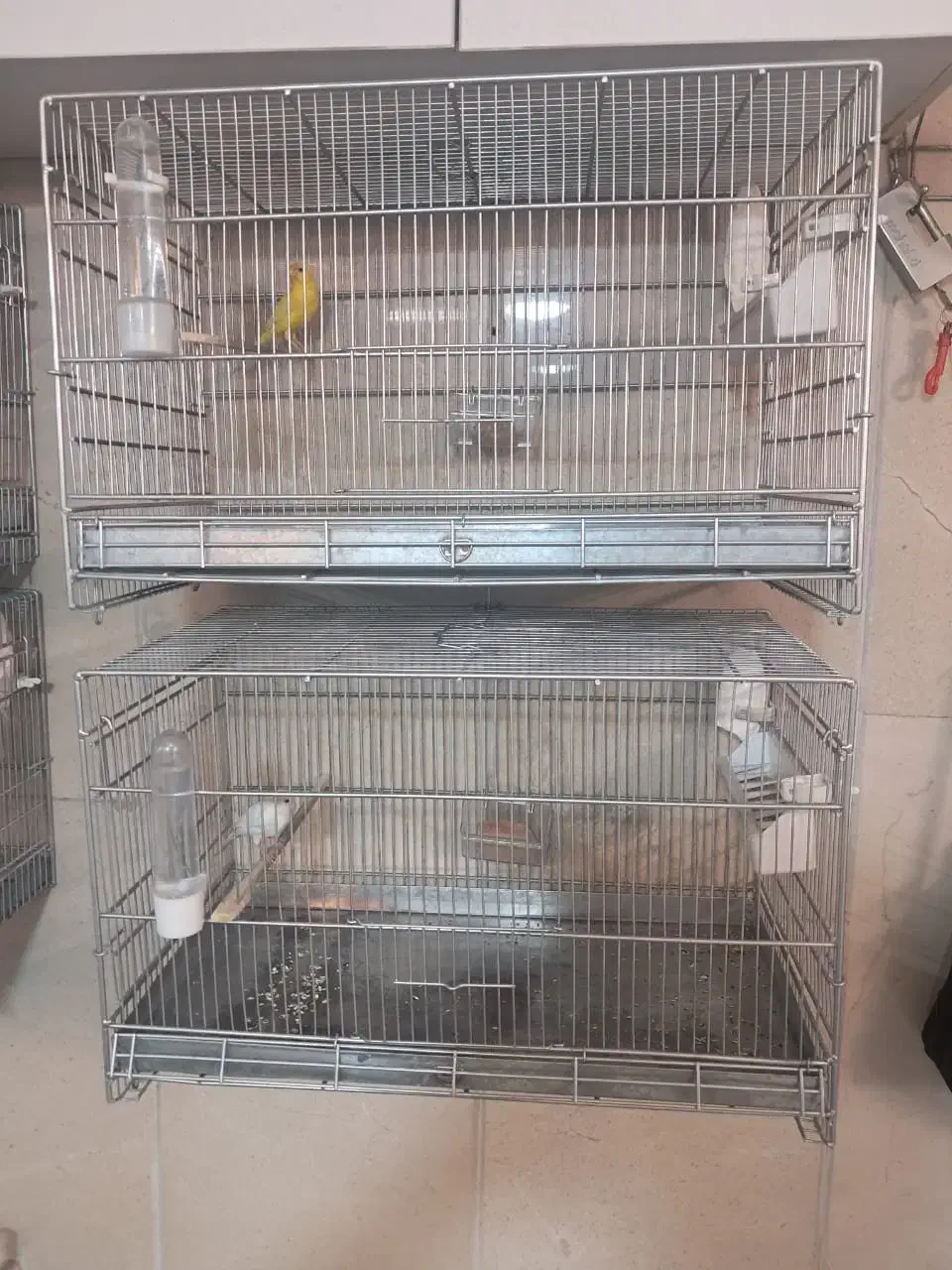 قناری نر و ماده|پرنده|اندیشه, اندیشه فاز ۳|دیوار