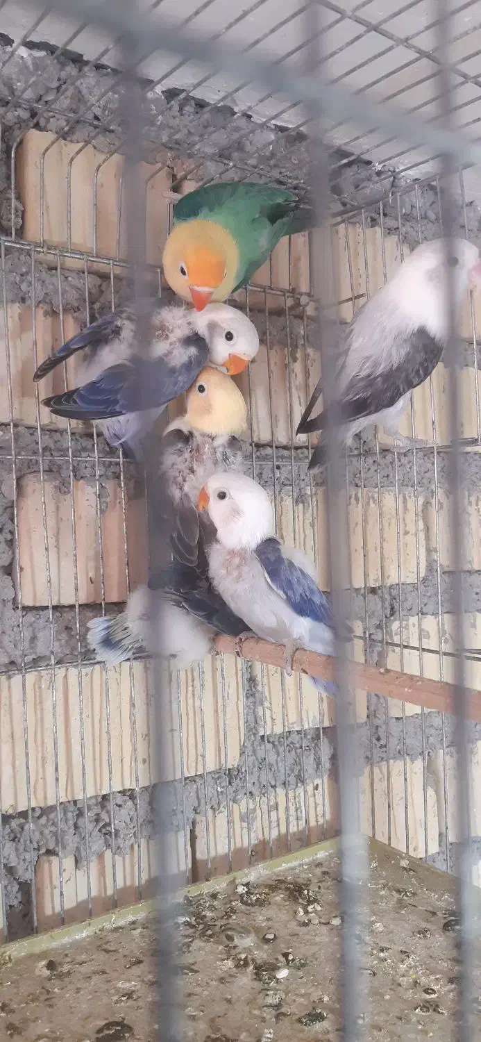 جفت کوتوله مولد|پرنده|داراب, |دیوار