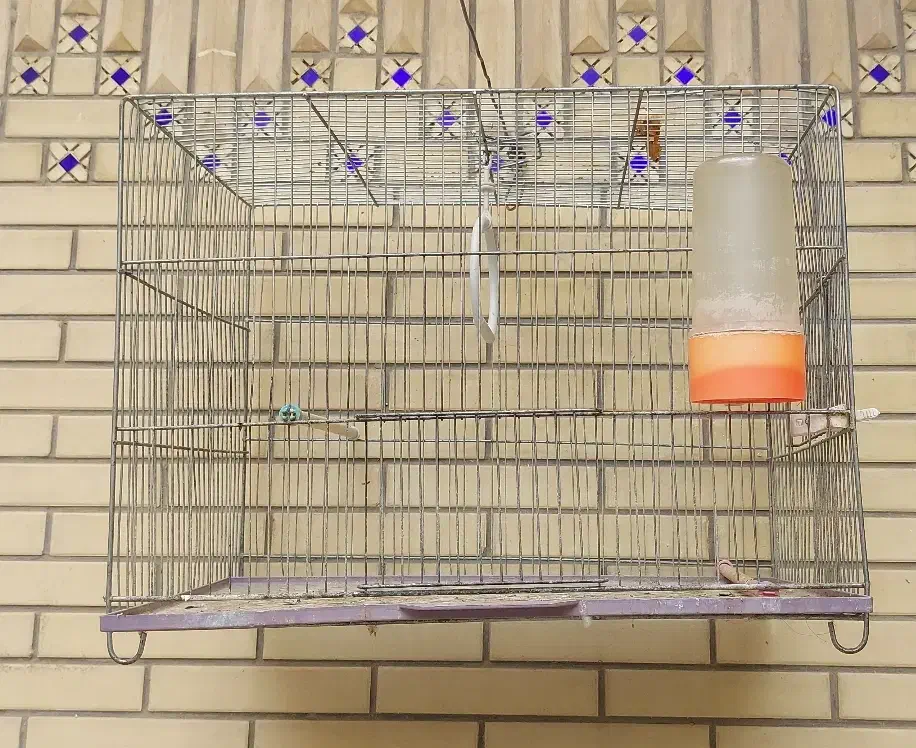 قفس پرنده|لوازم جانبی حیوانات|شیراز, گلشن|دیوار