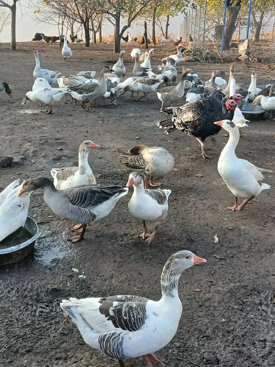 فروش غاز محلی|حیوانات مزرعه|پیرانشهر, |دیوار