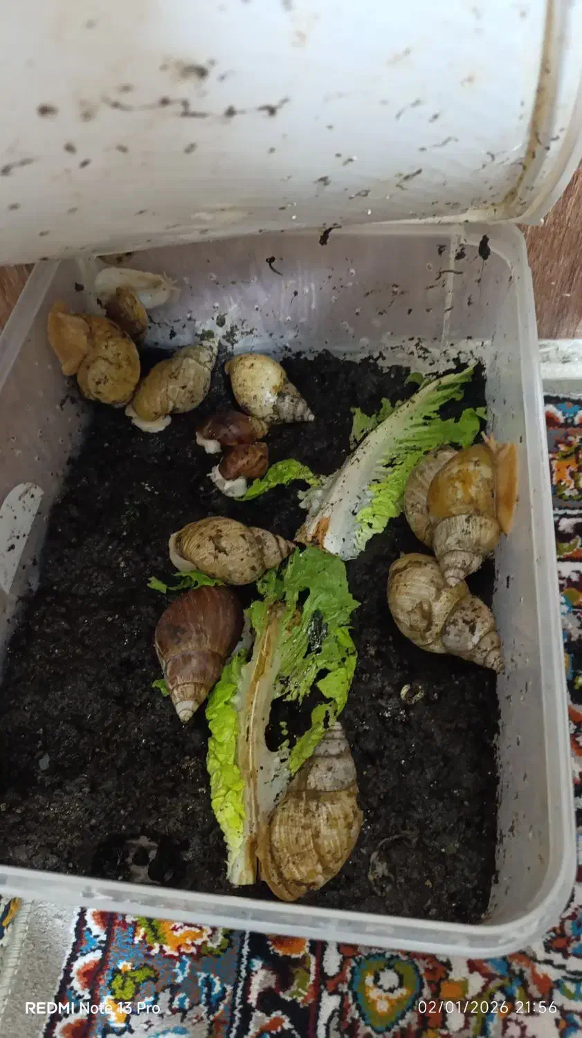 حلزون|خزنده|کرمانشاه, |دیوار