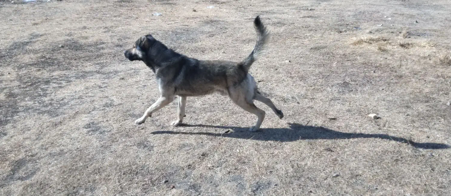 سگ2ساله|سگ|خلخال, |دیوار