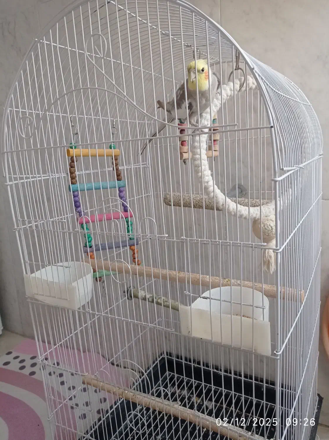 عروس هلندی|پرنده|تنکابن, |دیوار