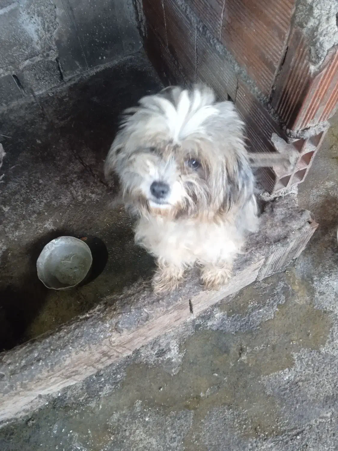 سگ پاکوتاه بالغ|سگ|ارطه, |دیوار