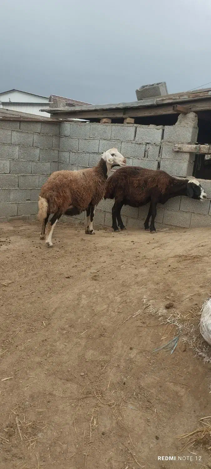 گوسفند|حیوانات مزرعه|سیمین شهر, |دیوار