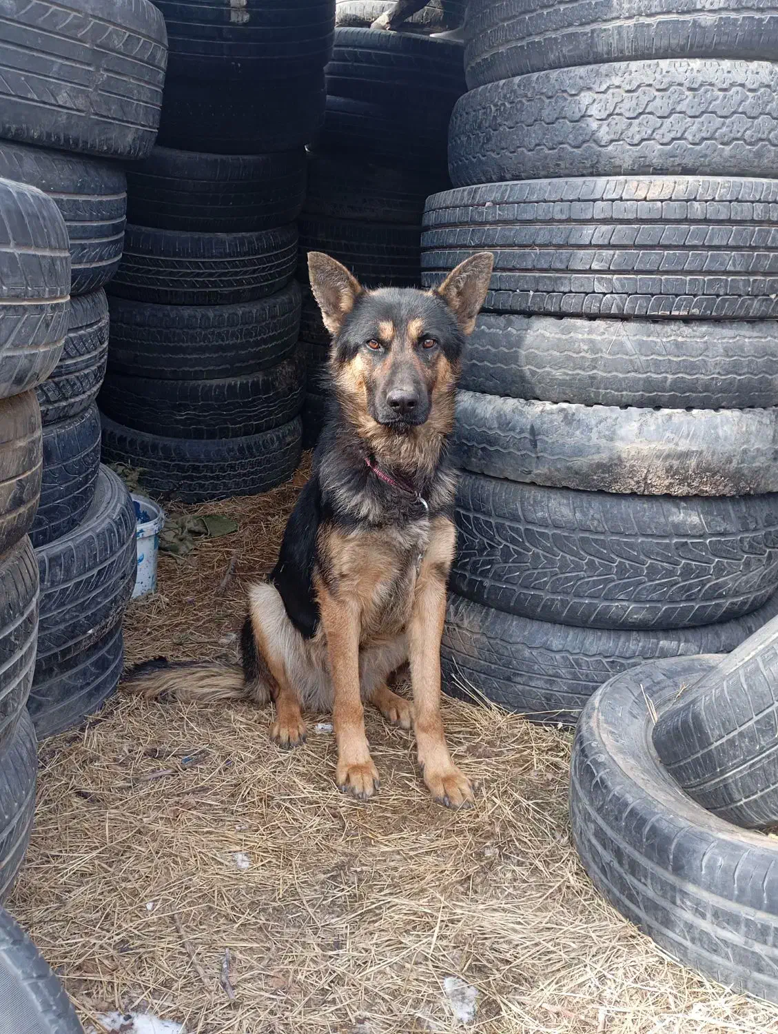 سگ ژرمن|سگ|صائین قلعه, |دیوار