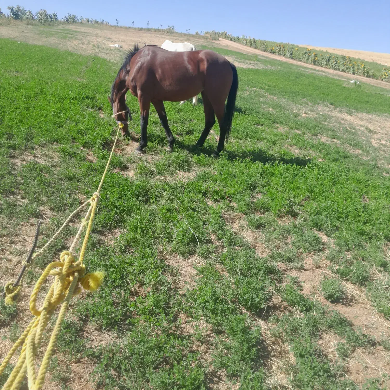 اسب ماده ۵سال ۳ماه آبستن|اسب و تجهیزات اسب‌سواری|زنجان, |دیوار